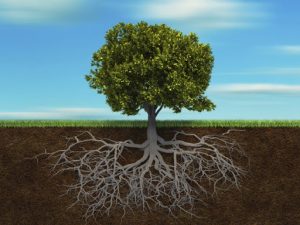 albero