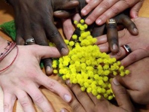 mimose